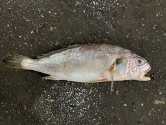 Pennahia argentata