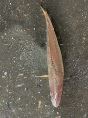 Pennahia argentata