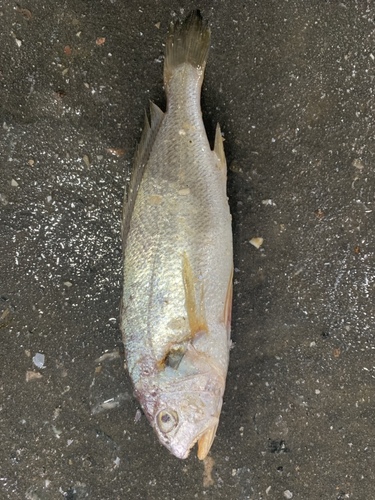 Pennahia argentata · NaturaLista Colombia