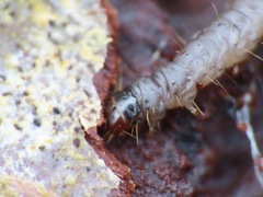 Lepidoptera