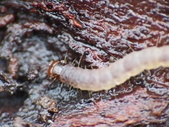 Lepidoptera