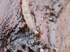 Lepidoptera