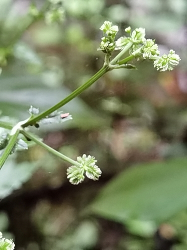 Image of Sanicula liberta by (c) Eduardo Chacón Madrigal, some rights reserved (CC BY)
