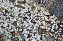 Fungi