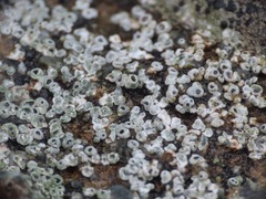 Fungi