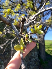 Quercus douglasii