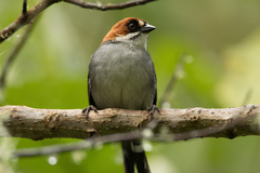 Apurimac Brush-Finch photo 2
