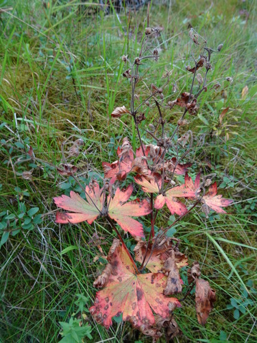 Iglica (Geranium)