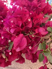 Bougainvillea