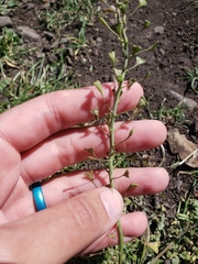 Capsella bursa-pastoris
