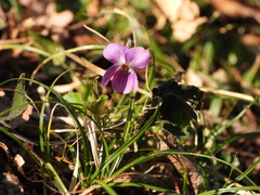 Viola odorata