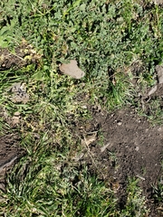 Capsella bursa-pastoris