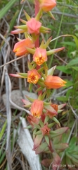 Echeveria quitensis