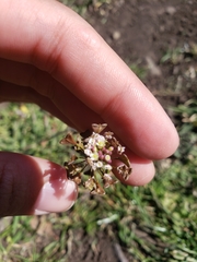 Capsella bursa-pastoris