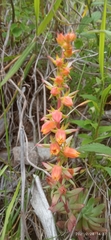 Echeveria quitensis