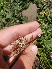 Capsella bursa-pastoris