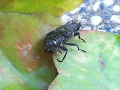 Chrysobothris rugosa