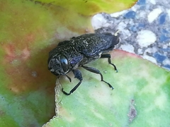 Chrysobothris rugosa