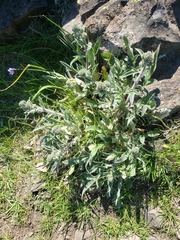 Phacelia