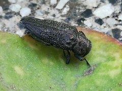 Chrysobothris rugosa