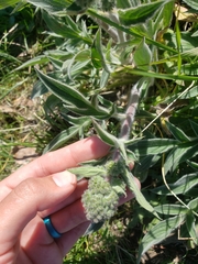 Phacelia