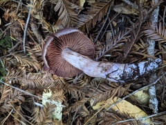 Cortinarius argenteopileatus