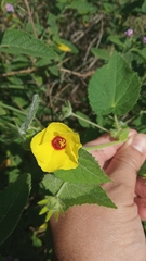 Pavonia argentina