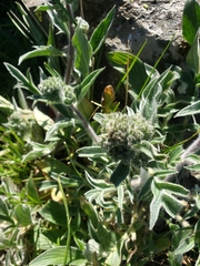Phacelia