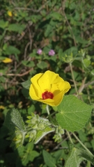 Pavonia argentina
