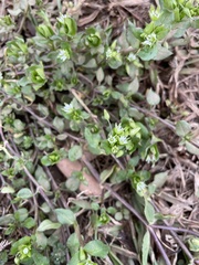 Stellaria media