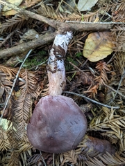 Cortinarius argenteopileatus