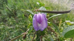 Clitoria cordobensis