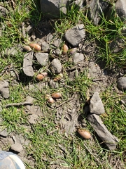 Quercus douglasii