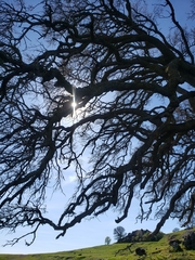 Quercus douglasii