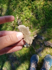 Quercus douglasii