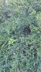 Ceanothus thyrsiflorus griseus