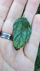 Ceanothus thyrsiflorus griseus
