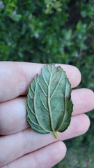 Ceanothus thyrsiflorus griseus