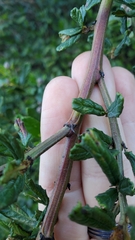 Ceanothus thyrsiflorus griseus