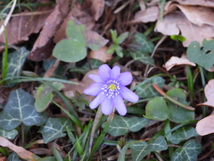 Hepatica nobilis