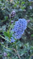 Ceanothus thyrsiflorus griseus