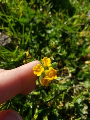 Amsinckia