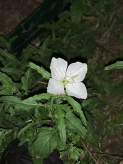 Oenothera kunthiana