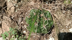 Gymnocalycium mostii