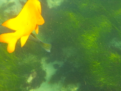 Atherinops affinis
