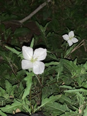 Oenothera kunthiana