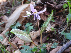 Erythronium dens-canis