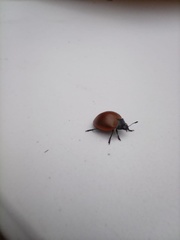 Aegithus clavicornis