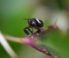 Pissonotus nitens