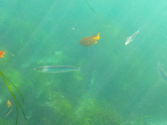 Atherinops affinis